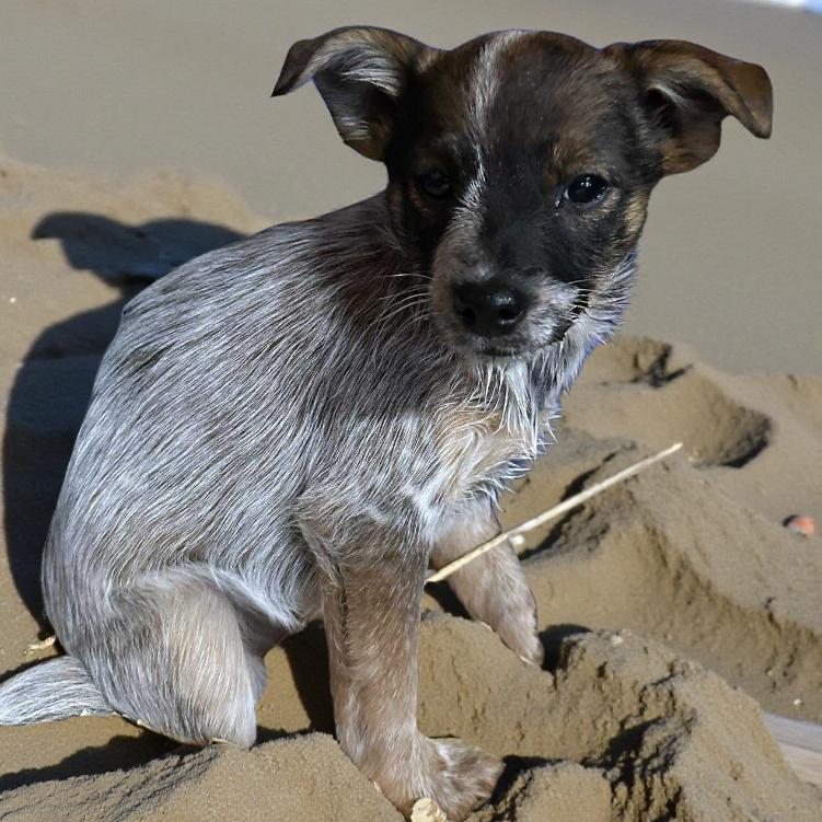 Celine, Adoptable, Puppy Female Chihuahua.