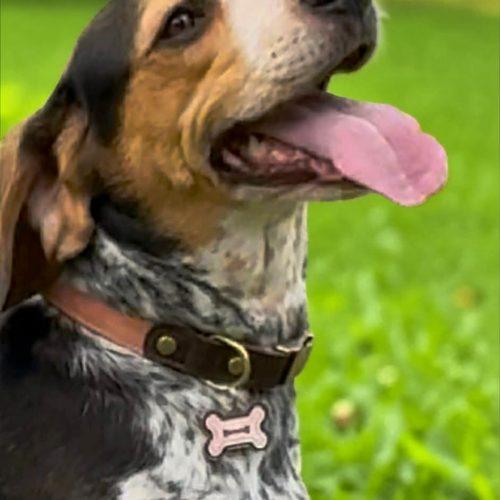Lucy, Adoptable, Adult Female Beagle & Australian Cattle Dog / Blue Heeler.