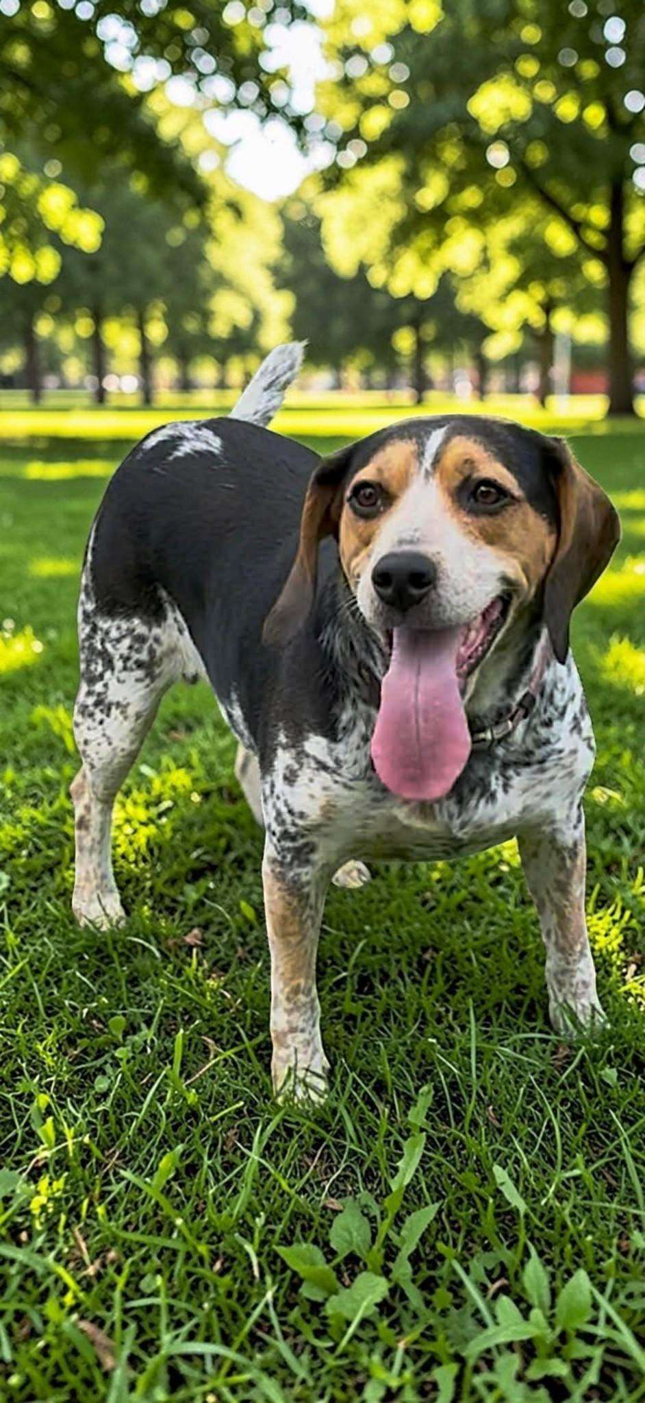 Enlarge Lucy, a Adoptable mixed breed in Memphis, TN image 2/5