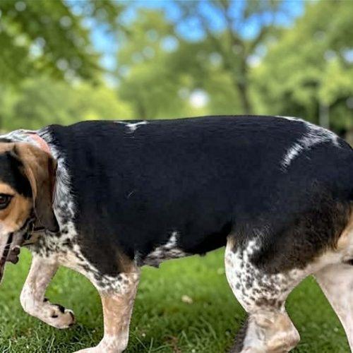 Enlarge Lucy, a Adoptable mixed breed in Memphis, TN image 3/5