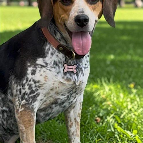 Enlarge Lucy, a Adoptable mixed breed in Memphis, TN image 4/5