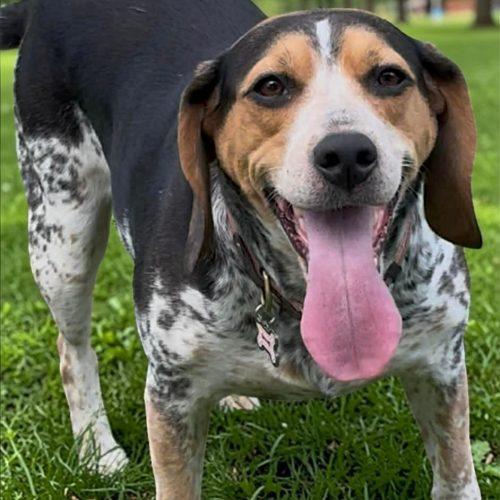 Enlarge Lucy, a Adoptable mixed breed in Memphis, TN image 5/5