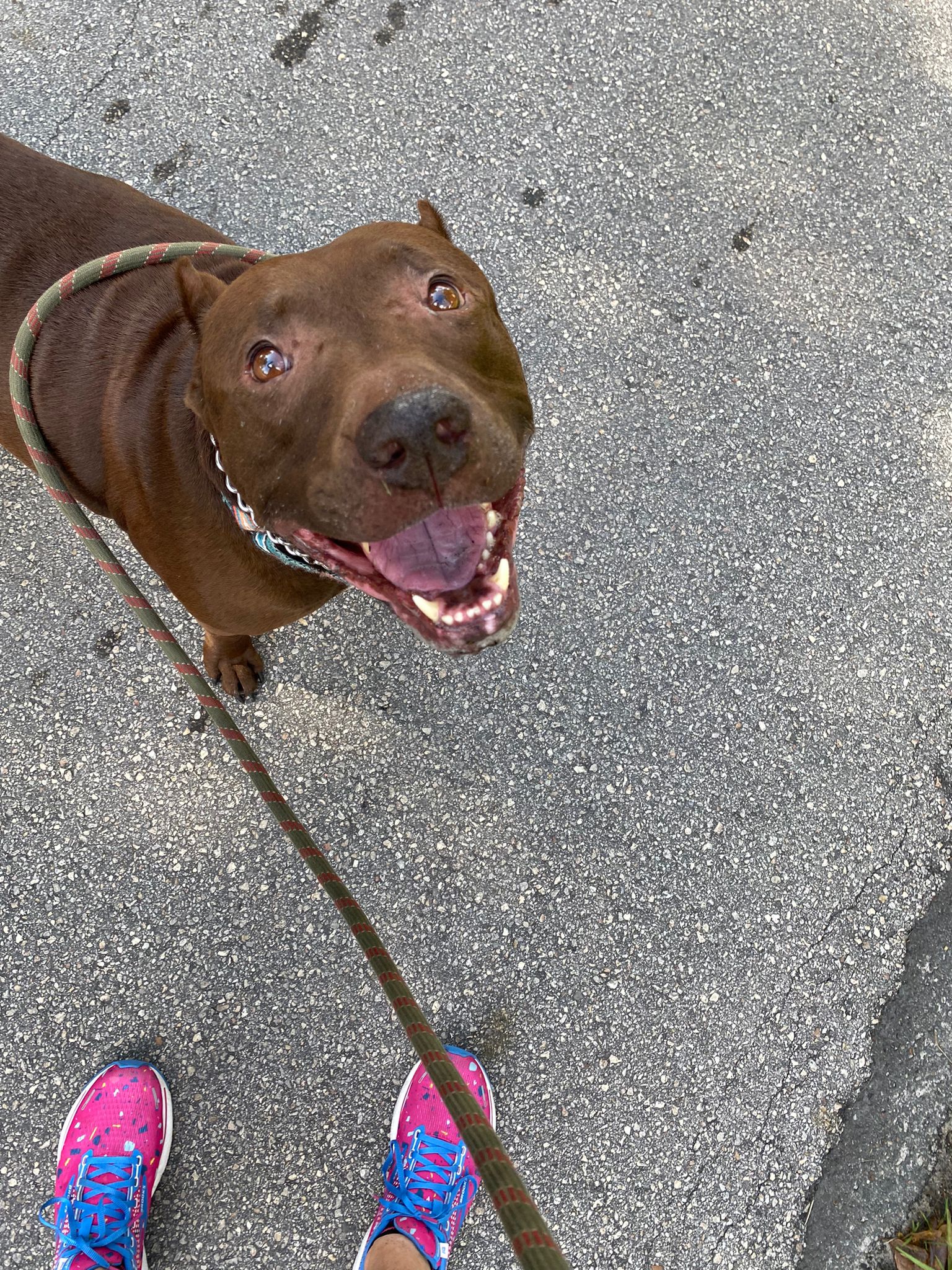 Enlarge Buddy, a Adoptable mixed breed in Margate, FL image 7/8