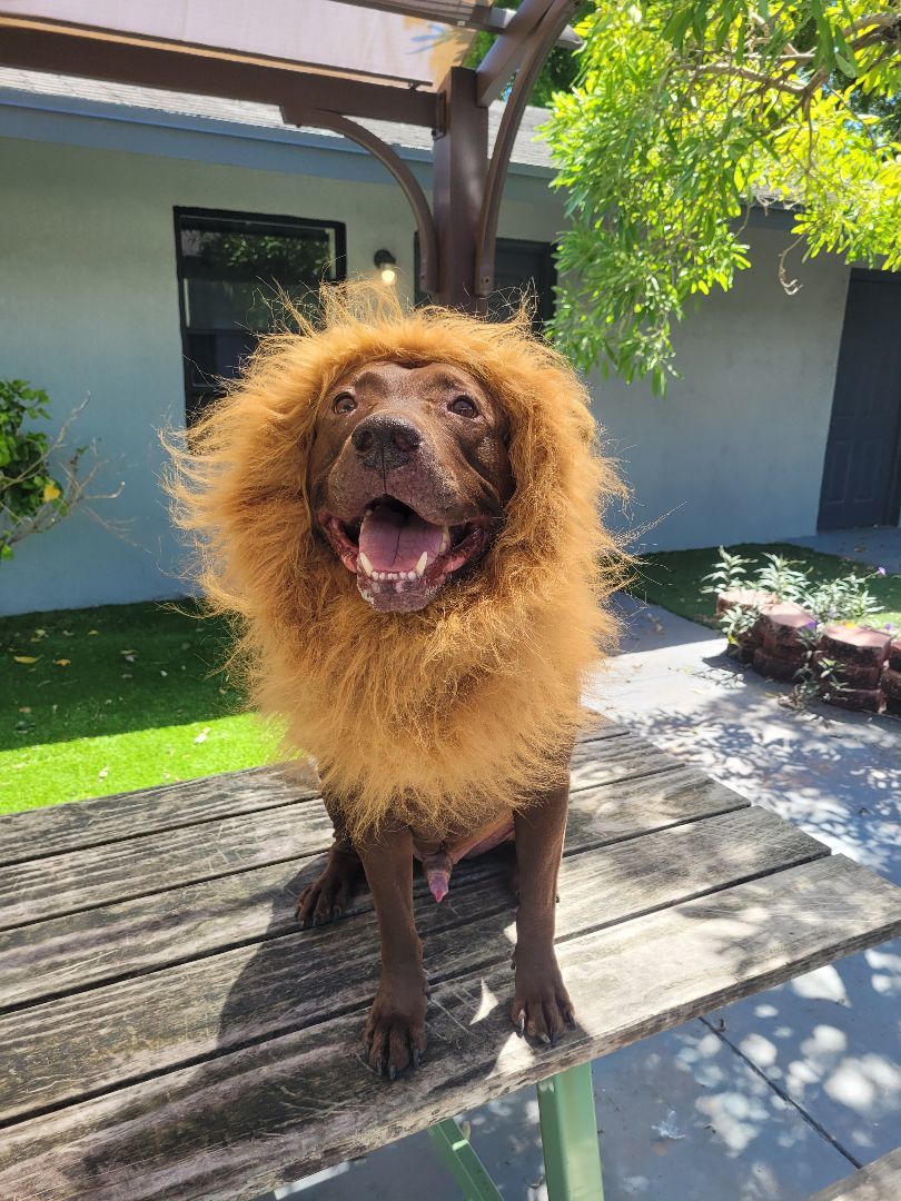 Enlarge Buddy, a Adoptable mixed breed in Margate, FL image 8/8