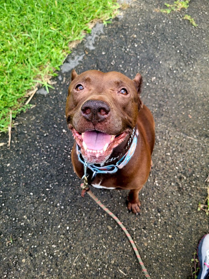 Buddy, Adult Male Mixed Breed