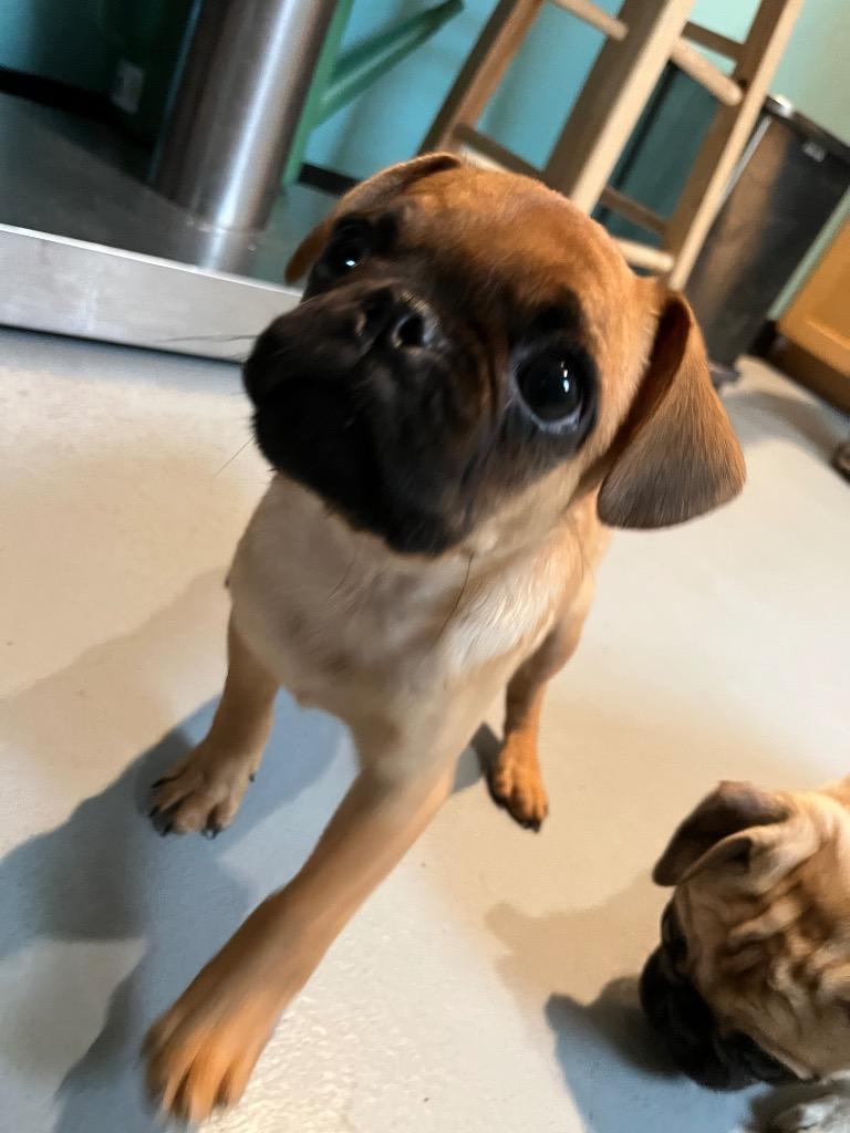 HH2 Larry red pug photo