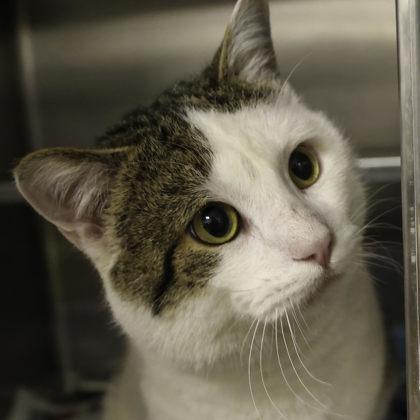 Medium Dave, a Adoptable mixed breed in Madison, WI image 1/3