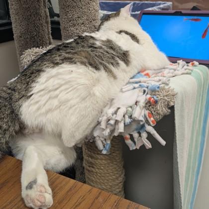 Medium Dave, a Adoptable mixed breed in Madison, WI image 2/3