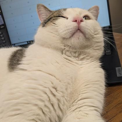 Medium Dave, a Adoptable mixed breed in Madison, WI image 3/3