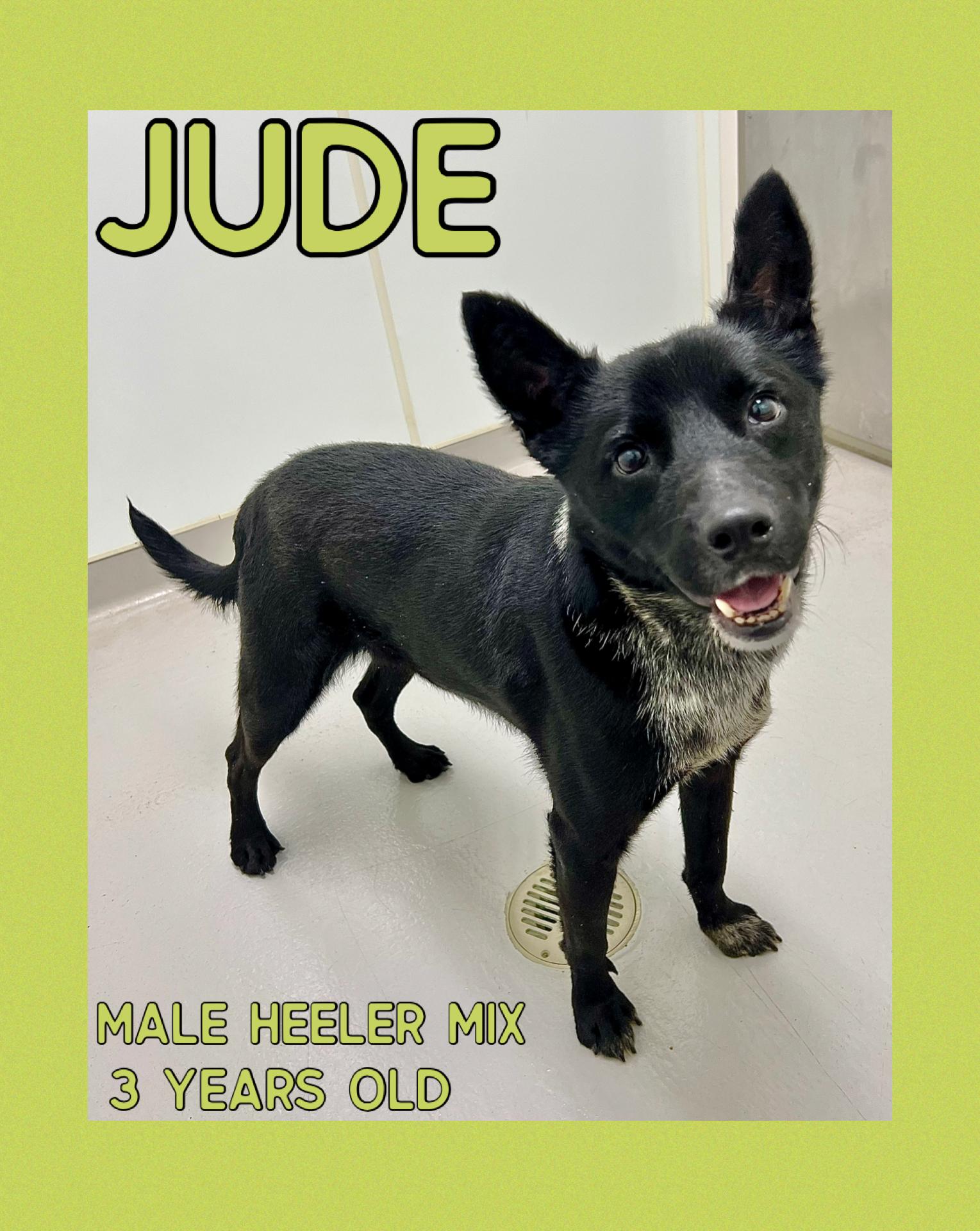 Jude, Adoptable, Adult Male Australian Cattle Dog / Blue Heeler.