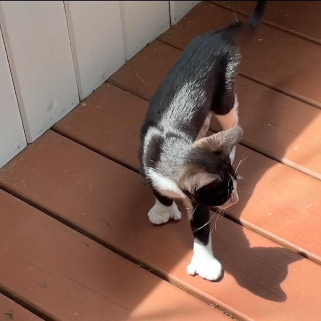 Photo of Meteor Mittens
