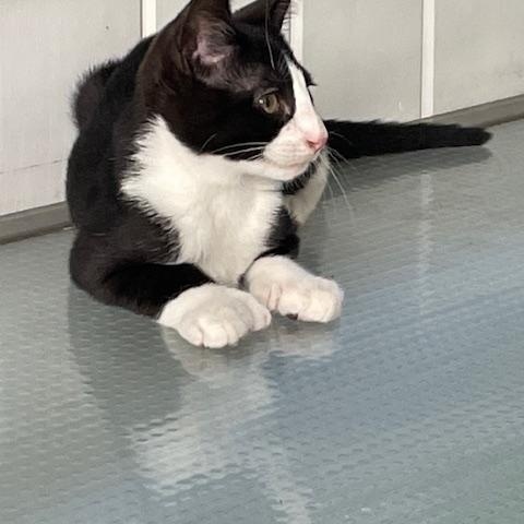 Photo of Meteor Mittens