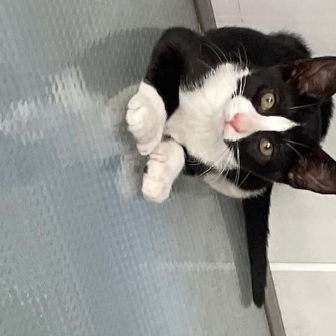 Photo of Meteor Mittens