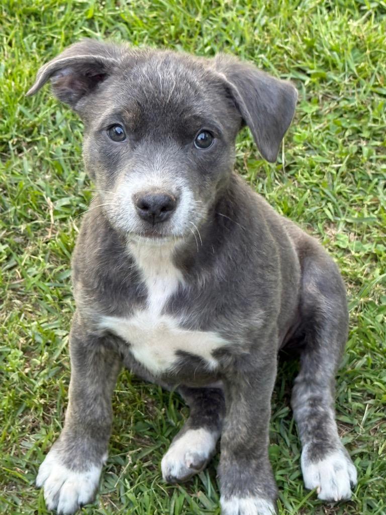 Rainbow, Adoptable, Puppy Female Labrador Retriever.