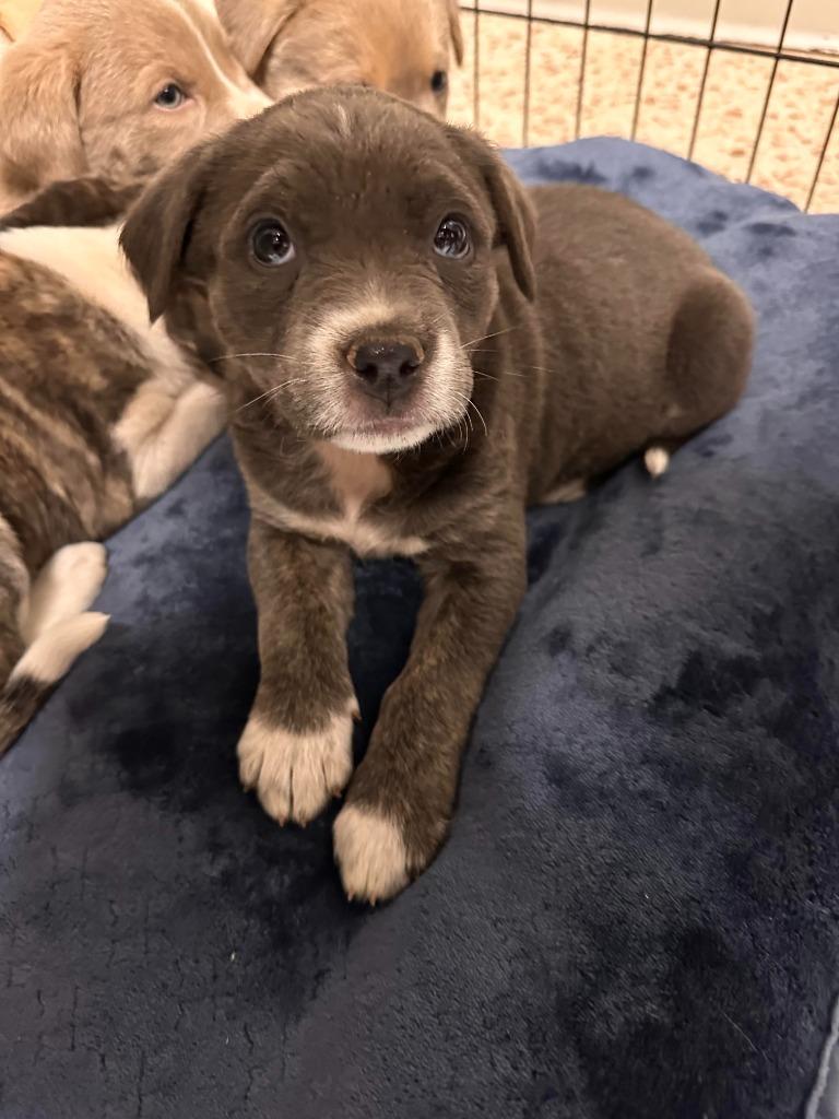 Rainbow, Adoptable, Puppy Female Labrador Retriever.