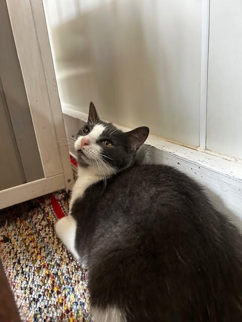 Enlarge Ashley, a Adoptable Domestic Short Hair in Ashland, OH image 5/5