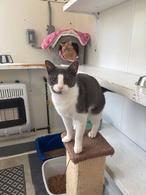 Enlarge Ashley, a Adoptable Domestic Short Hair in Ashland, OH image 4/5