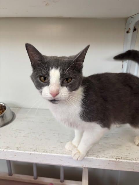 Enlarge Ashley, a Adoptable Domestic Short Hair in Ashland, OH image 3/5