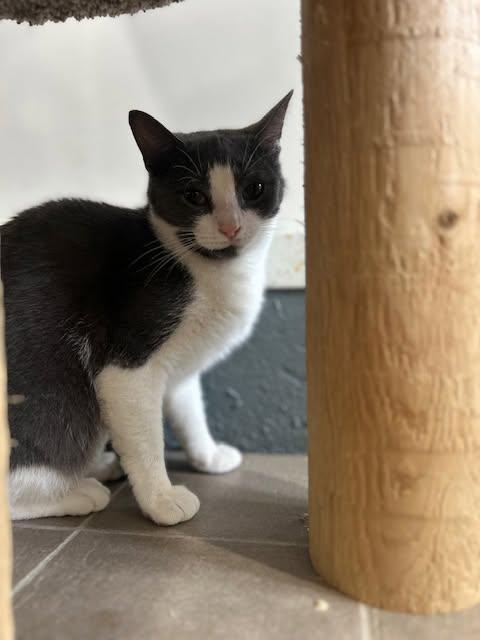 Enlarge Ashley, a Adoptable Domestic Short Hair in Ashland, OH image 1/5