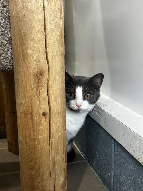Enlarge Ashley, a Adoptable Domestic Short Hair in Ashland, OH image 2/5