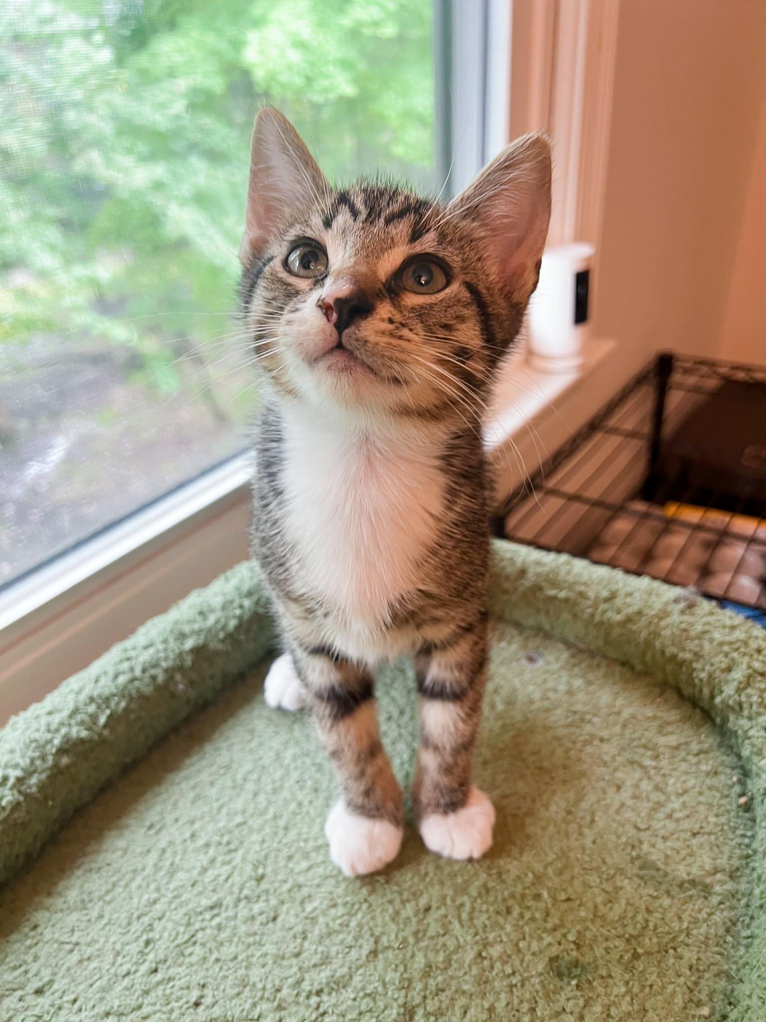 Enlarge David, a Adoption Pending Domestic Short Hair in Mullica Hill, NJ image 2/2