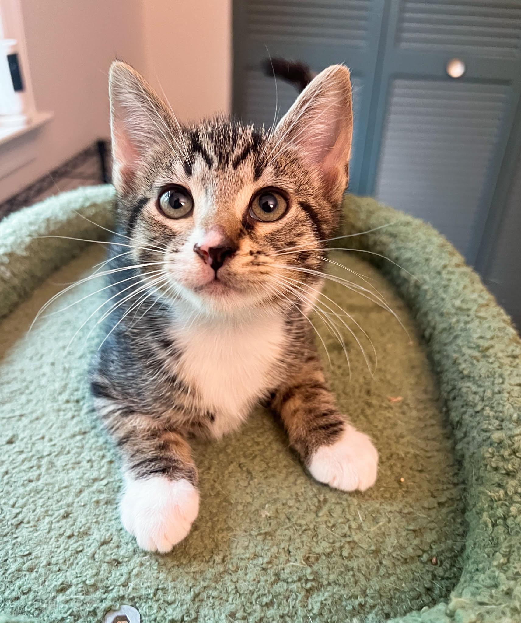 Enlarge David, a Adoption Pending Domestic Short Hair in Mullica Hill, NJ image 1/2