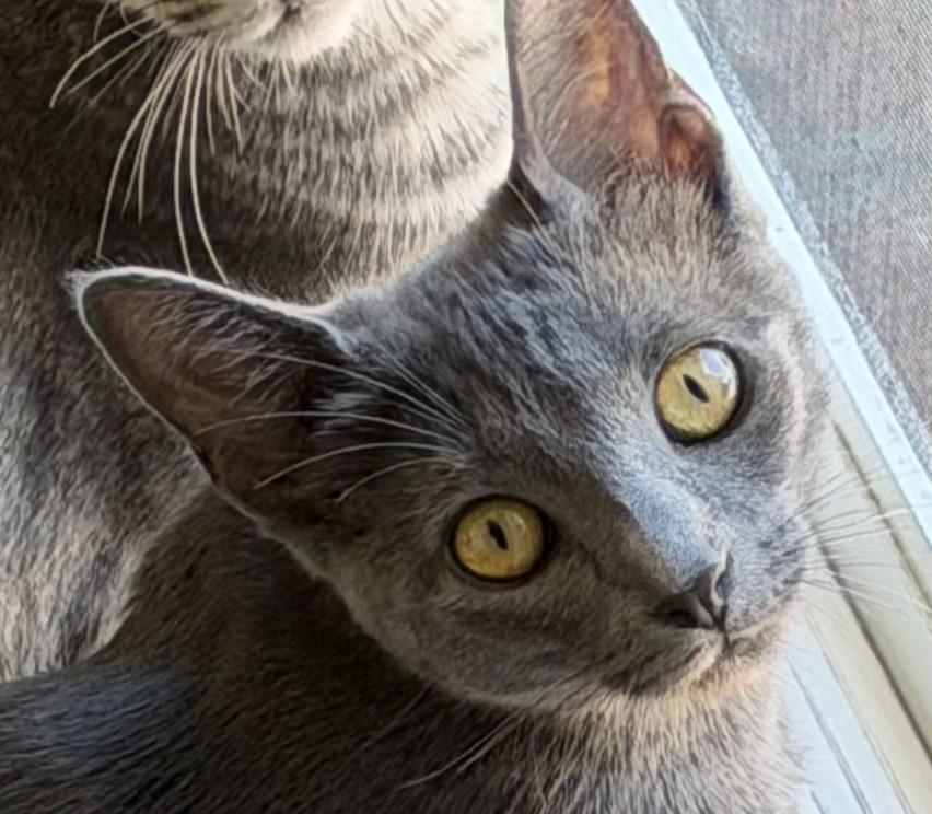 Enlarge Hailey, a Adoptable Domestic Short Hair in Salinas, CA image 1/6