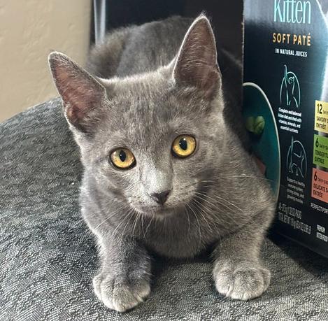 Enlarge Hailey, a Adoptable Domestic Short Hair in Salinas, CA image 3/6