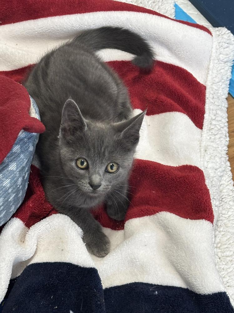 Enlarge Hailey, a Adoptable Domestic Short Hair in Salinas, CA image 4/6