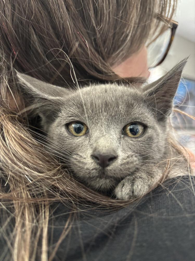 Enlarge Hailey, a Adoptable Domestic Short Hair in Salinas, CA image 5/6