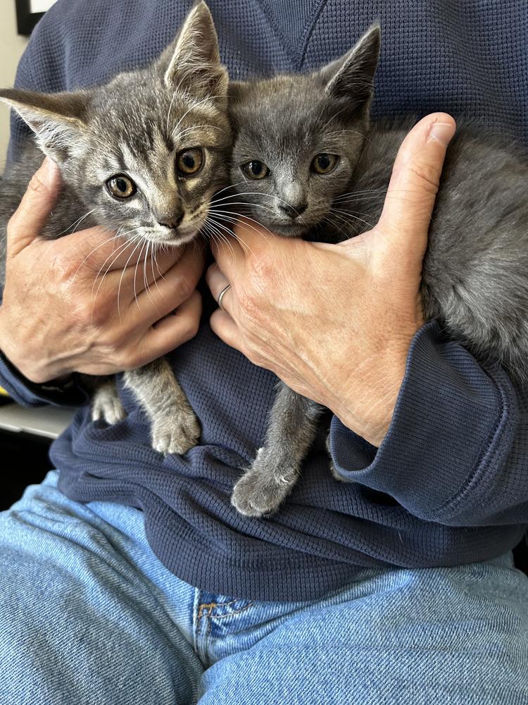 Enlarge Hailey, a Adoptable Domestic Short Hair in Salinas, CA image 6/6