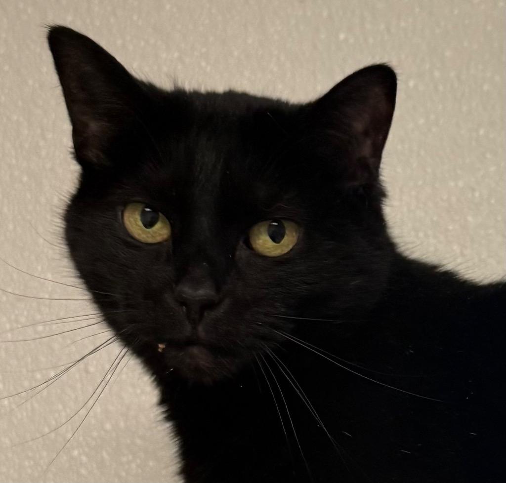 Cloe, Adoptable, Adult Female Domestic Short Hair.