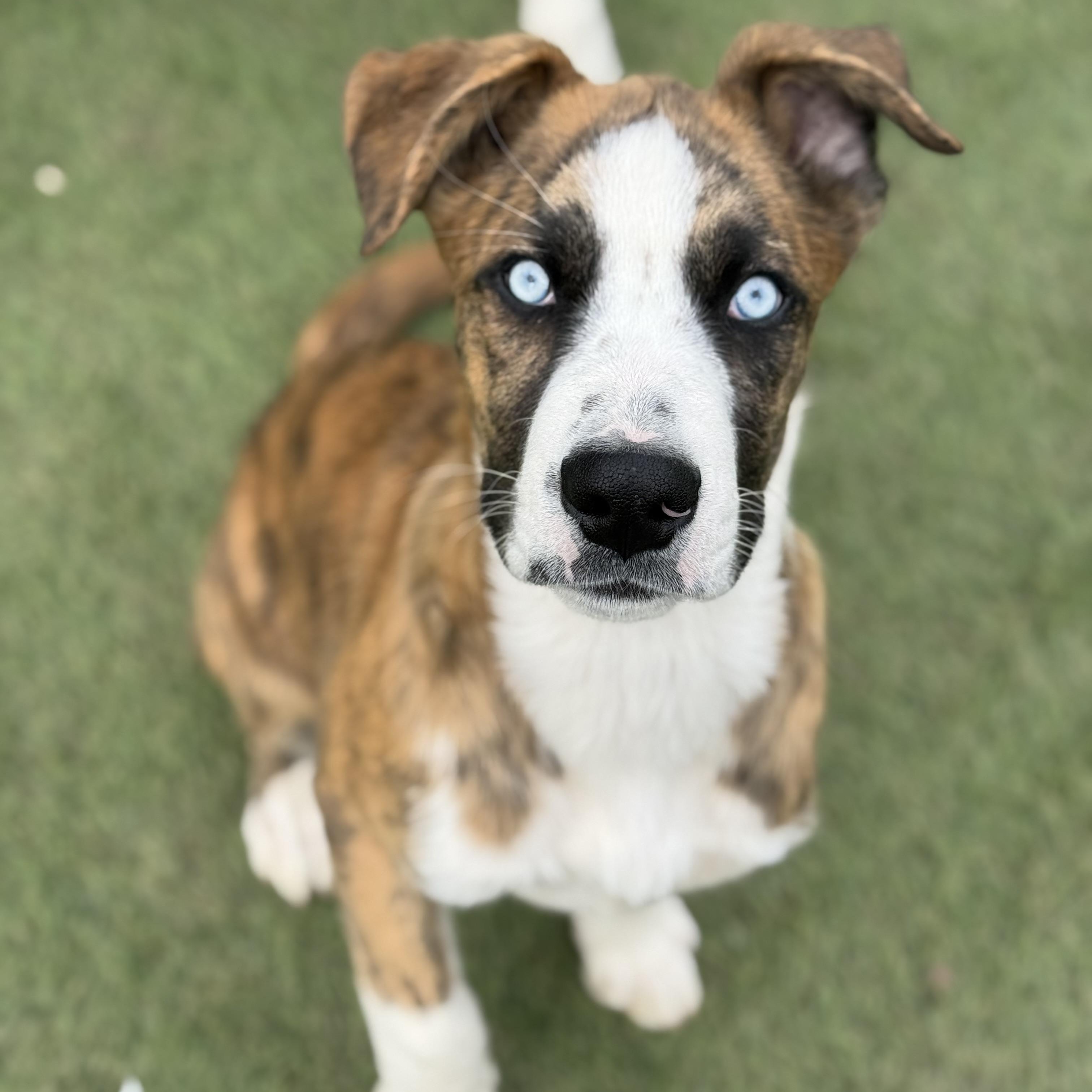 Enlarge Haze, a Adoptable mixed breed in Glenolden, PA image 3/6