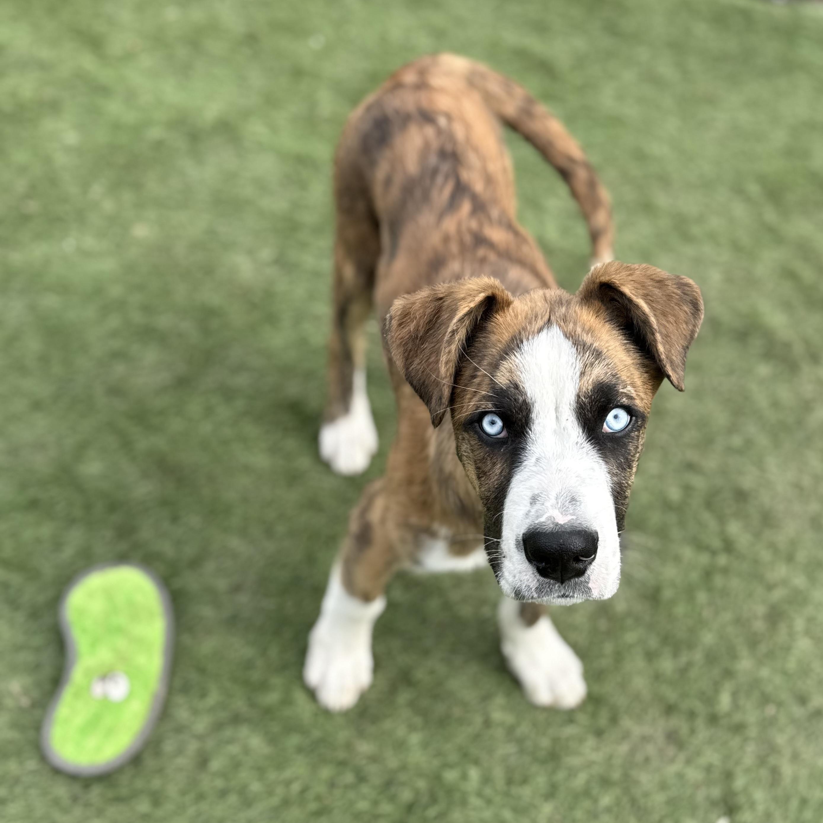 Enlarge Haze, a Adoptable mixed breed in Glenolden, PA image 2/6