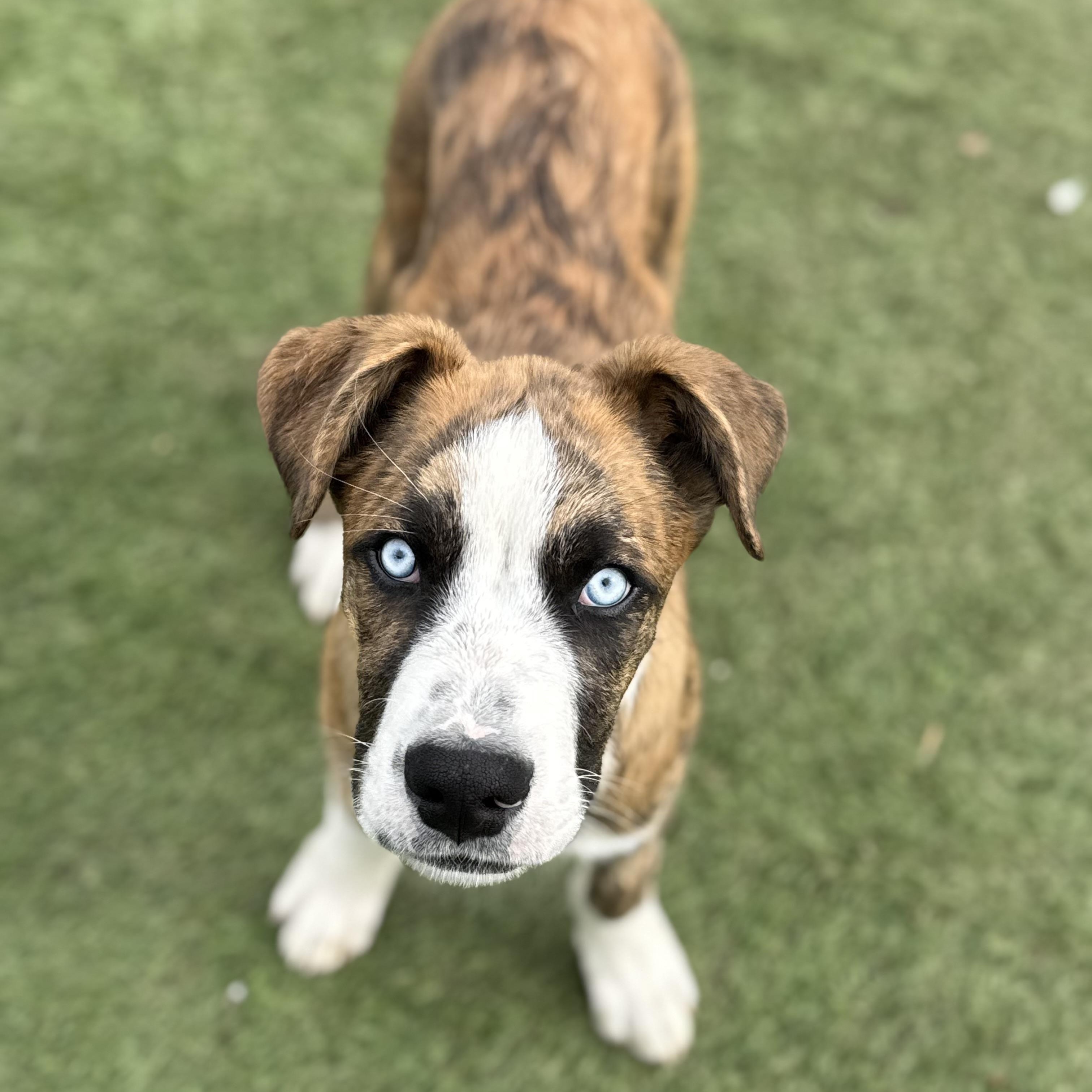 Enlarge Haze, a Adoptable mixed breed in Glenolden, PA image 4/6