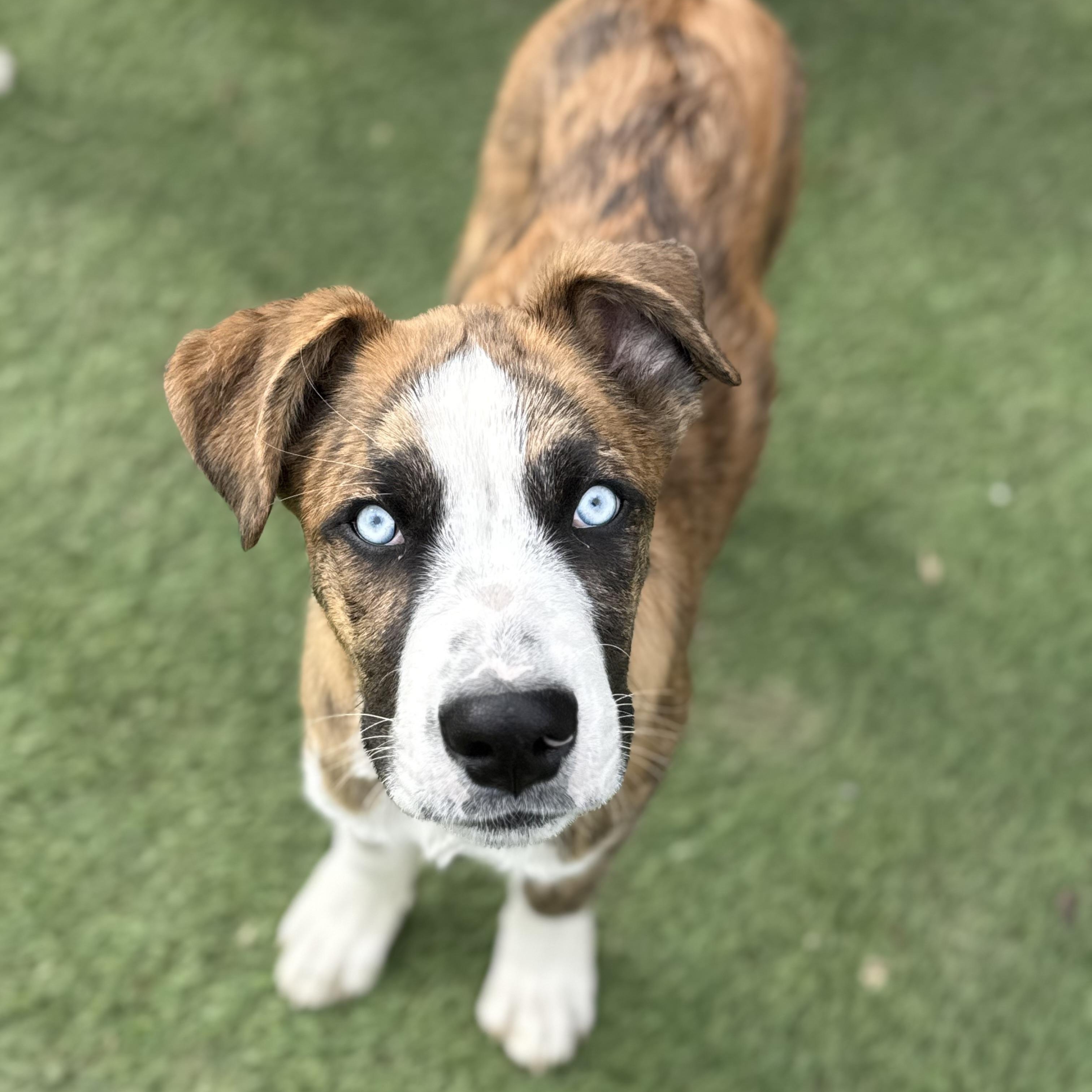 Haze, Adoptable, Puppy Male Border Collie & Great Pyrenees.