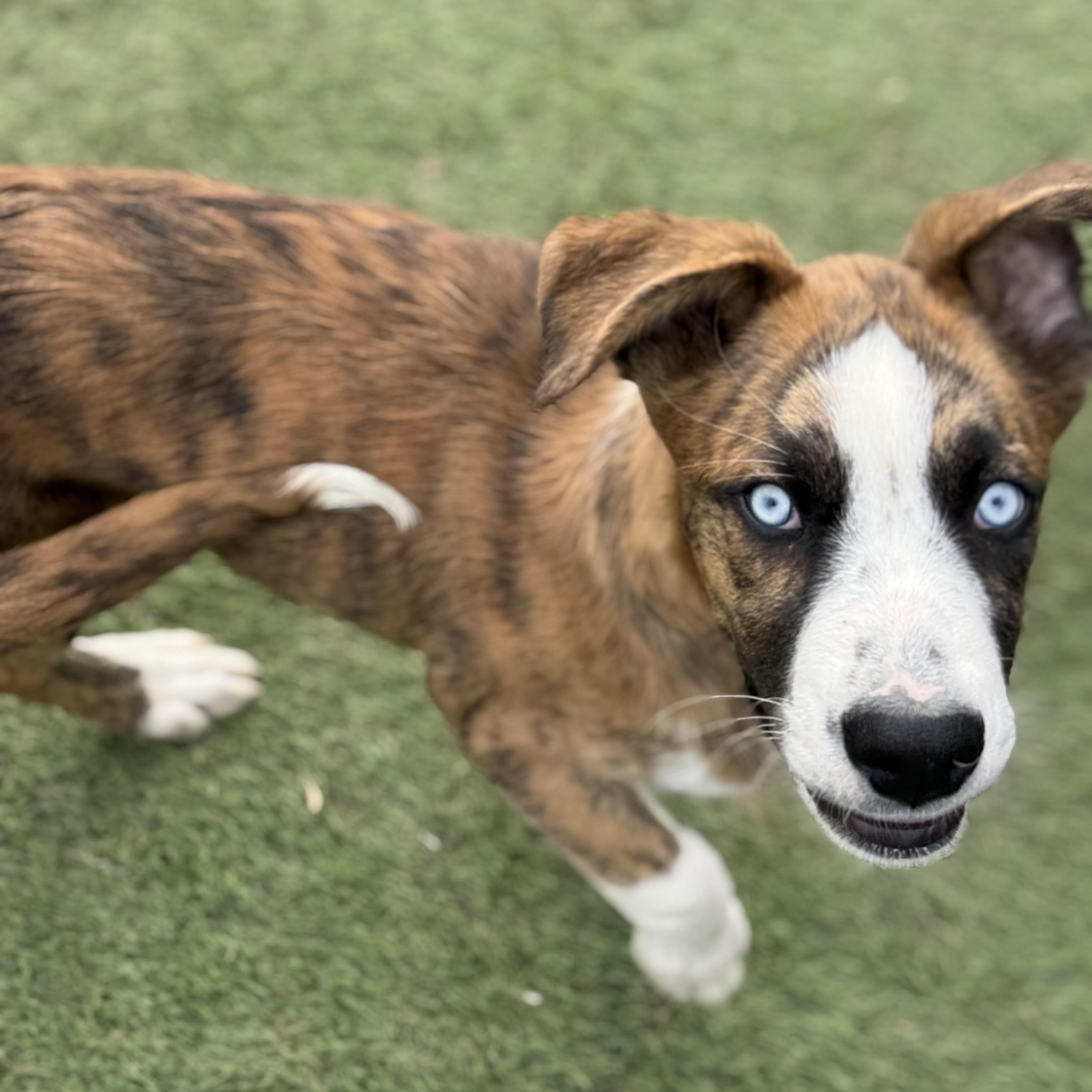 Enlarge Haze, a Adoptable mixed breed in Glenolden, PA image 5/6