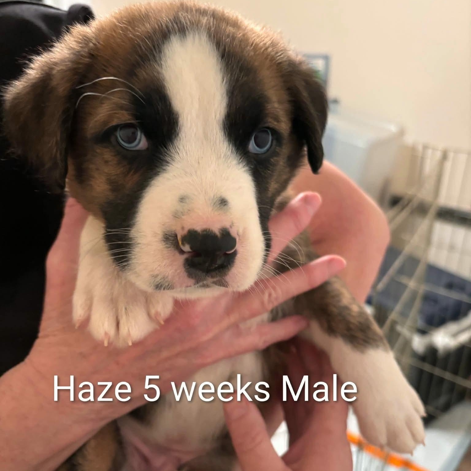 Enlarge Haze, a Adoptable mixed breed in Glenolden, PA image 6/6