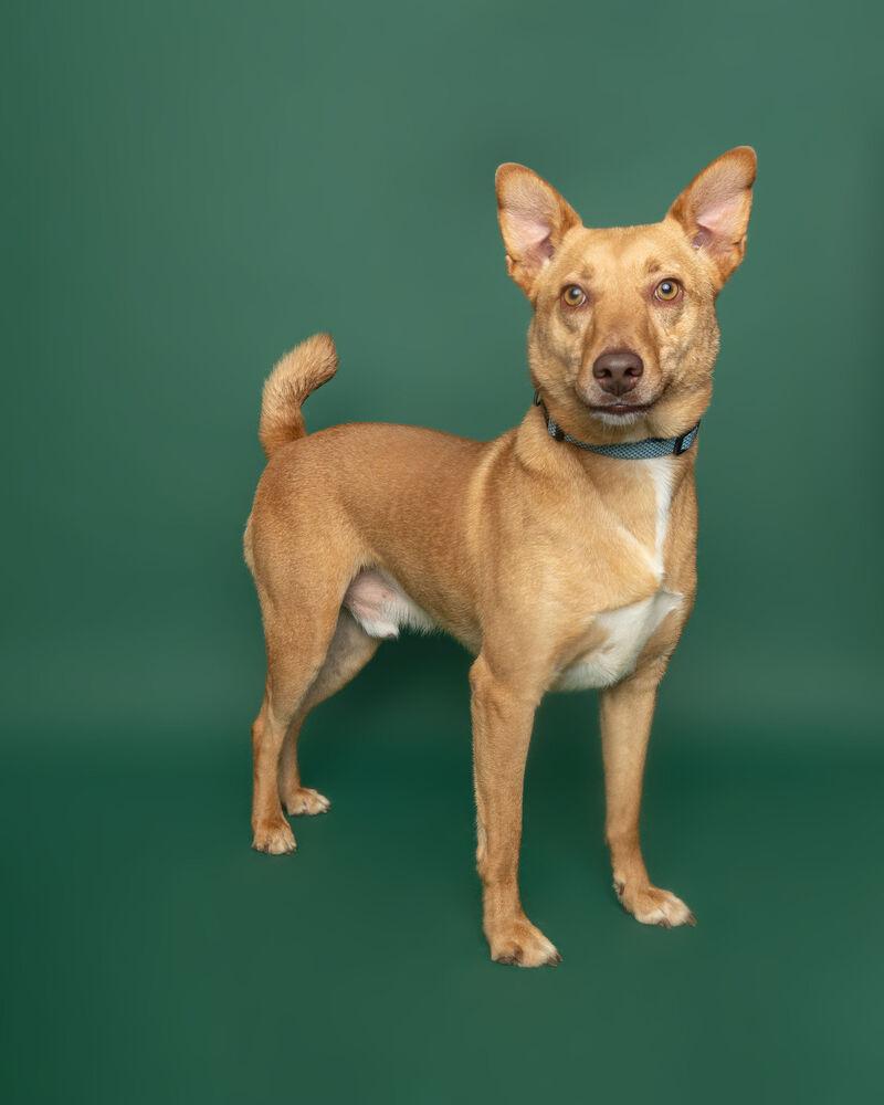 Pete, Adoptable, Adult Male Shepherd.