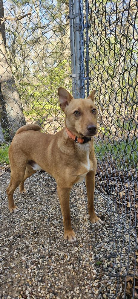 Enlarge Pete, a Adoptable mixed breed in Muskegon, MI image 2/6