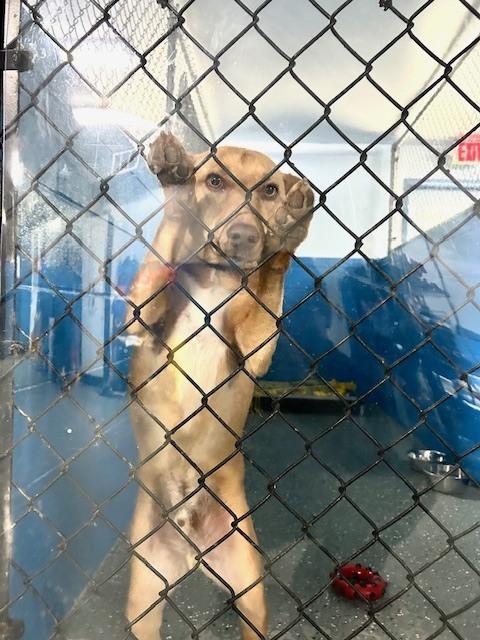 Enlarge Pete, a Adoptable mixed breed in Muskegon, MI image 3/6