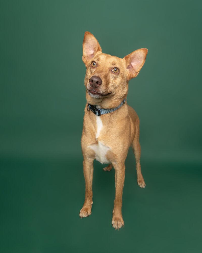 Enlarge Pete, a Adoptable mixed breed in Muskegon, MI image 4/6