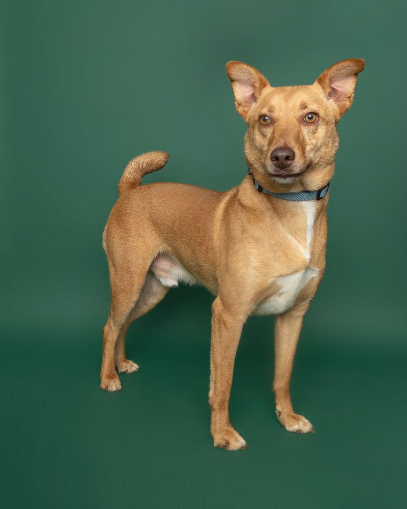 Enlarge Pete, a Adoptable mixed breed in Muskegon, MI image 5/6