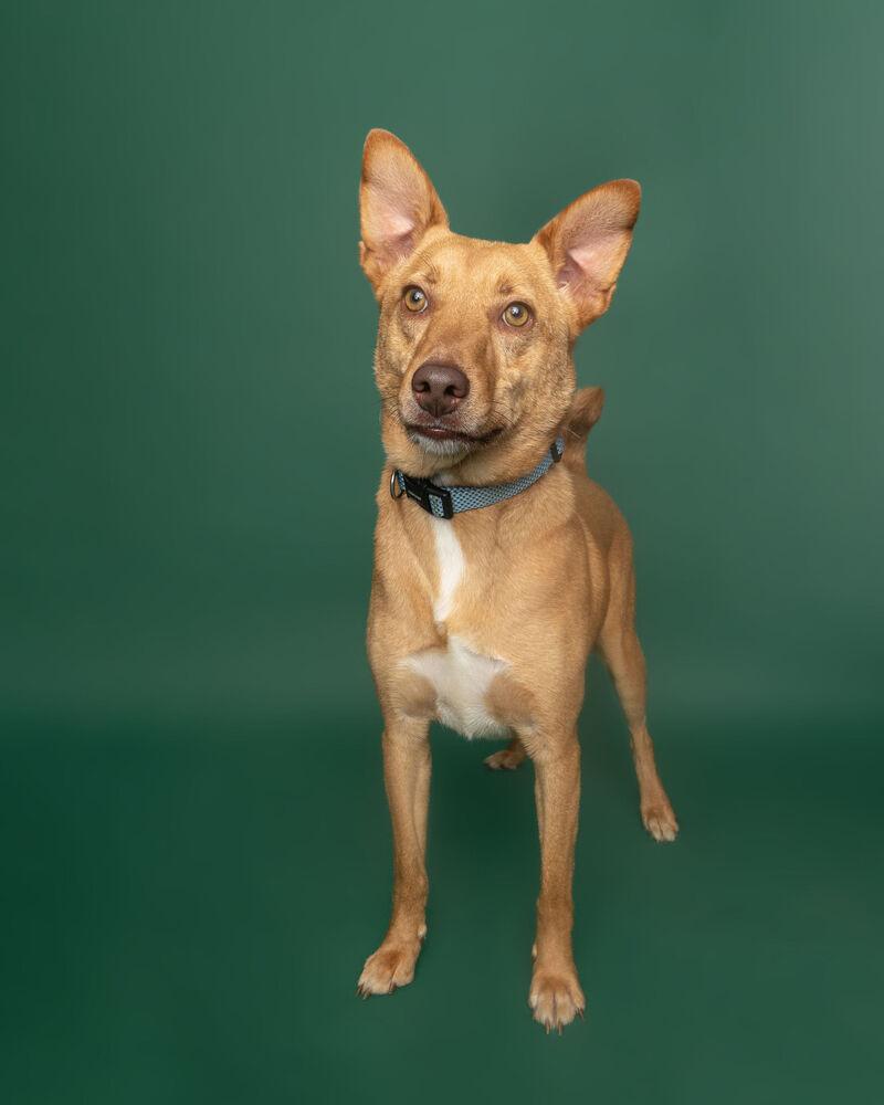 Enlarge Pete, a Adoptable mixed breed in Muskegon, MI image 6/6