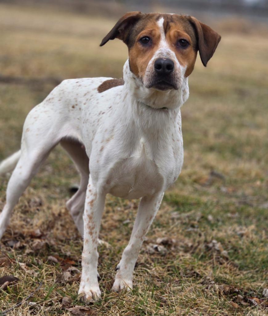 Kaya, Adoptable, Adult Female Redbone Coonhound & Cattle Dog.