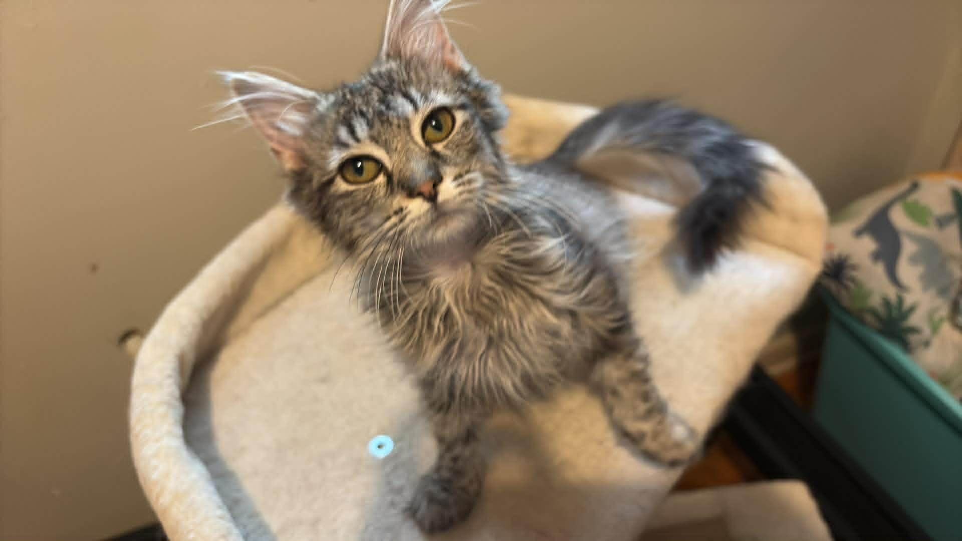 Nala, an adopted Maine Coon in Somerset, KY image 2/2