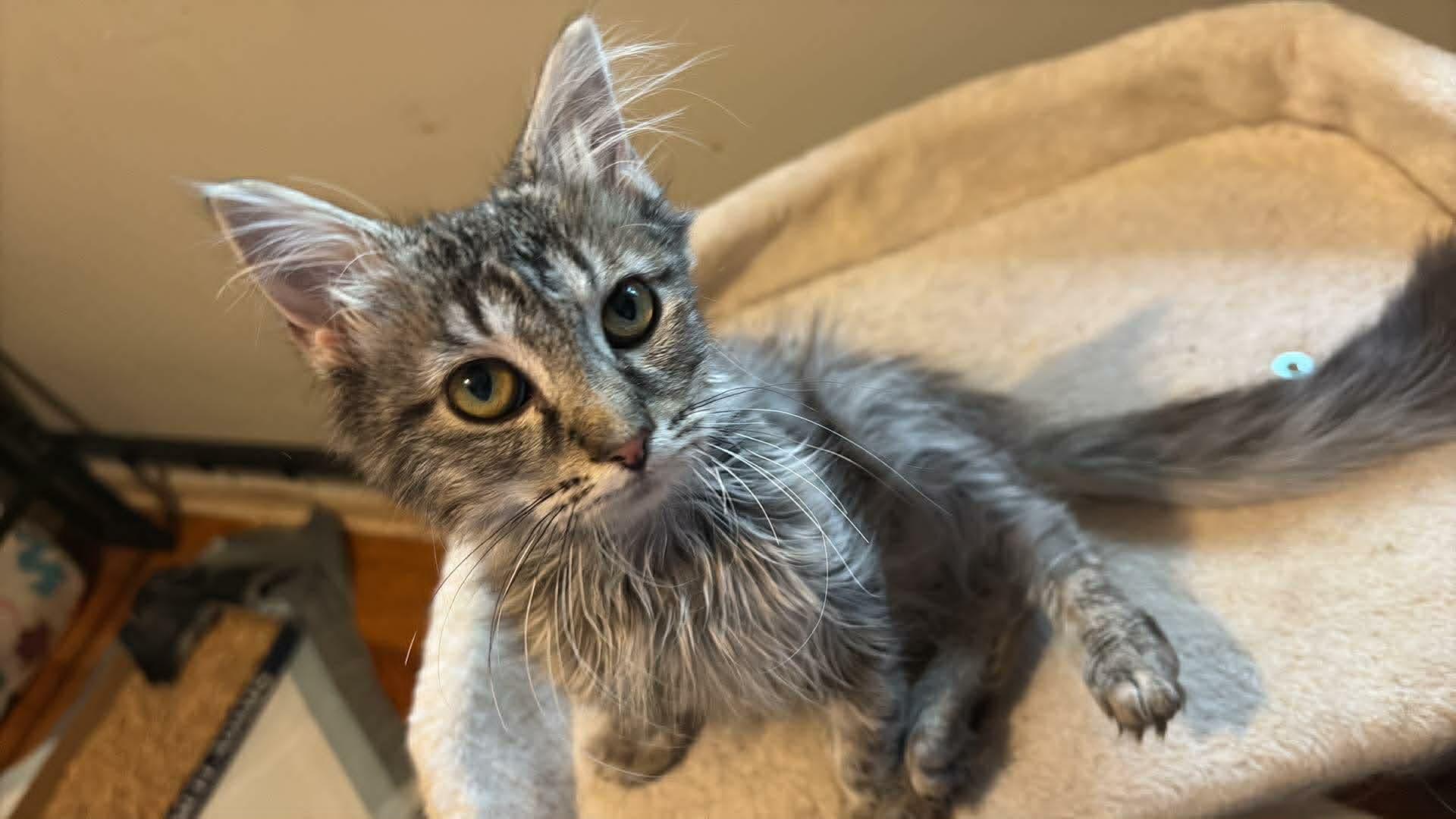 Nala, an adopted Maine Coon in Somerset, KY image 1/2