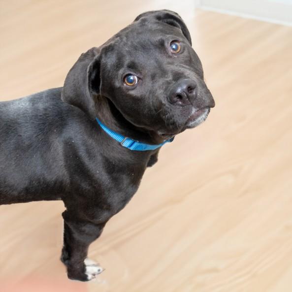 SANDY, Adoptable, Young Female Black Mouth Cur & Pit Bull Terrier.