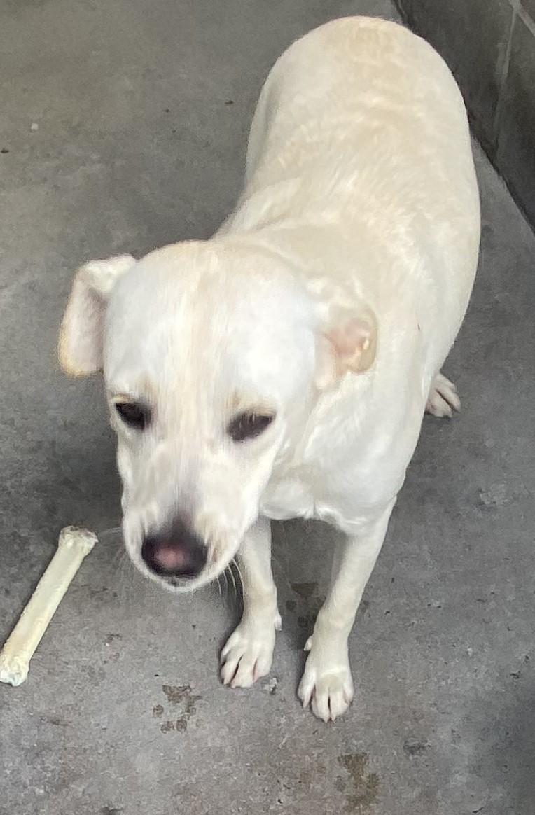 Belle, a Adoptable mixed breed in Lakeland, GA image 2/2