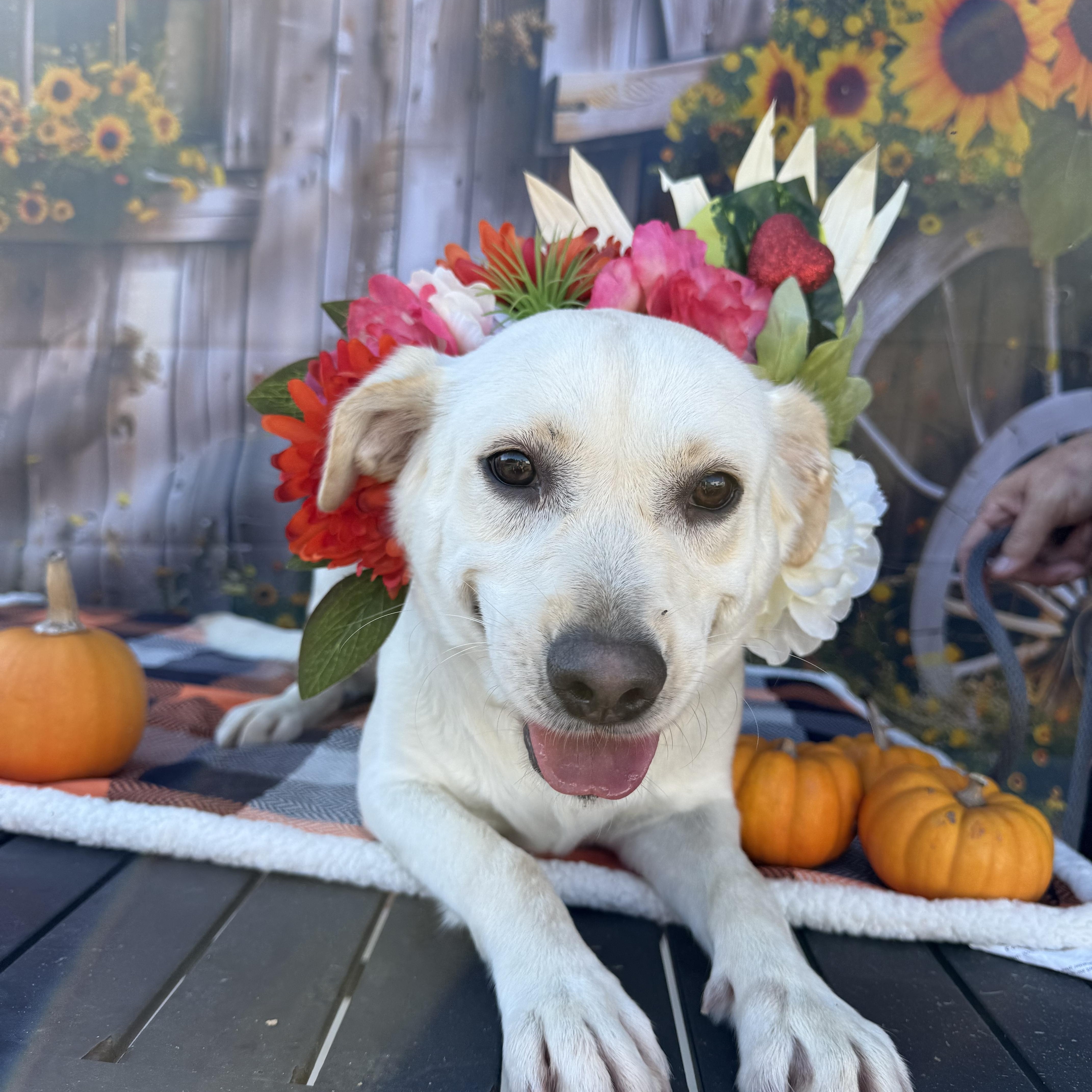 Belle, a Adoptable mixed breed in Lakeland, GA image 1/2